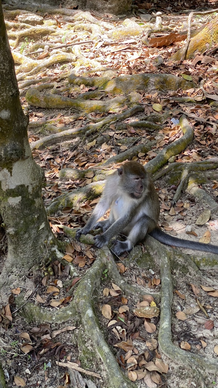 Обои примас, Новый мир обезьян, наука, природа, окружающая среда в разрешении 720x1280