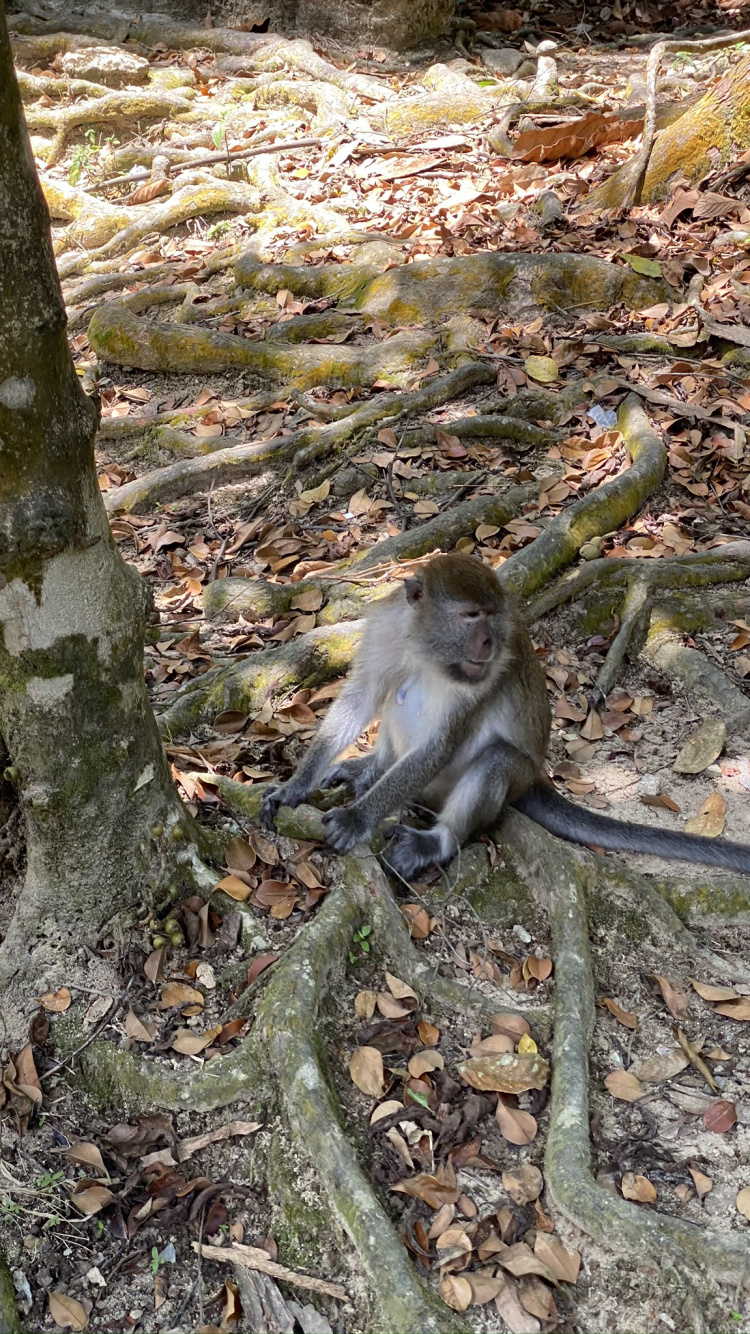 Обои примас, Новый мир обезьян, наука, природа, окружающая среда в разрешении 750x1334