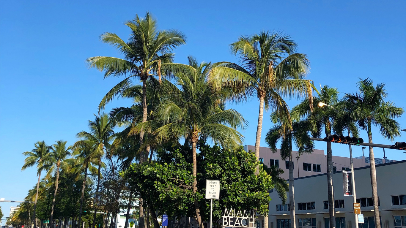 Обои пальмовые рощи, финиковая пальма, водоем, дорога, природа в разрешении 1366x768