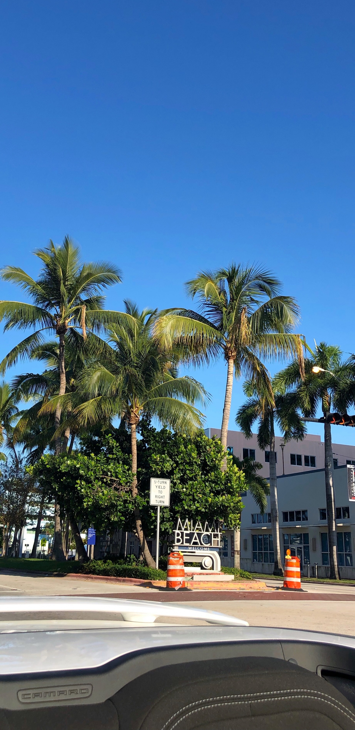 Обои пальмовые рощи, финиковая пальма, водоем, дорога, природа в разрешении 1440x2960