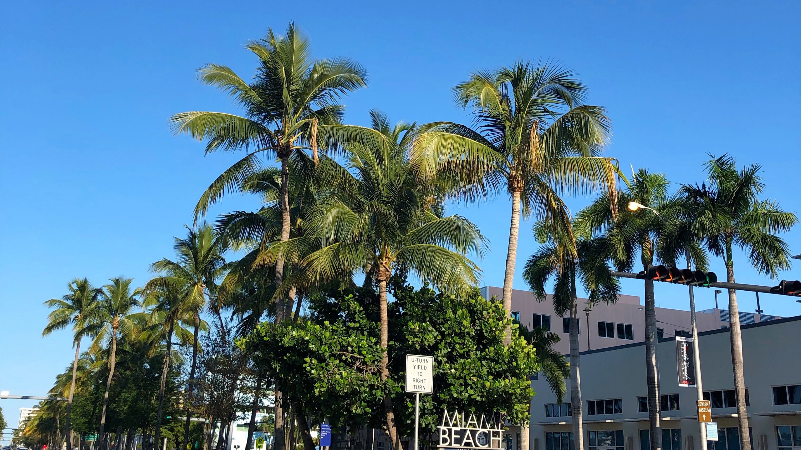 Обои пальмовые рощи, финиковая пальма, водоем, дорога, природа в разрешении 2560x1440