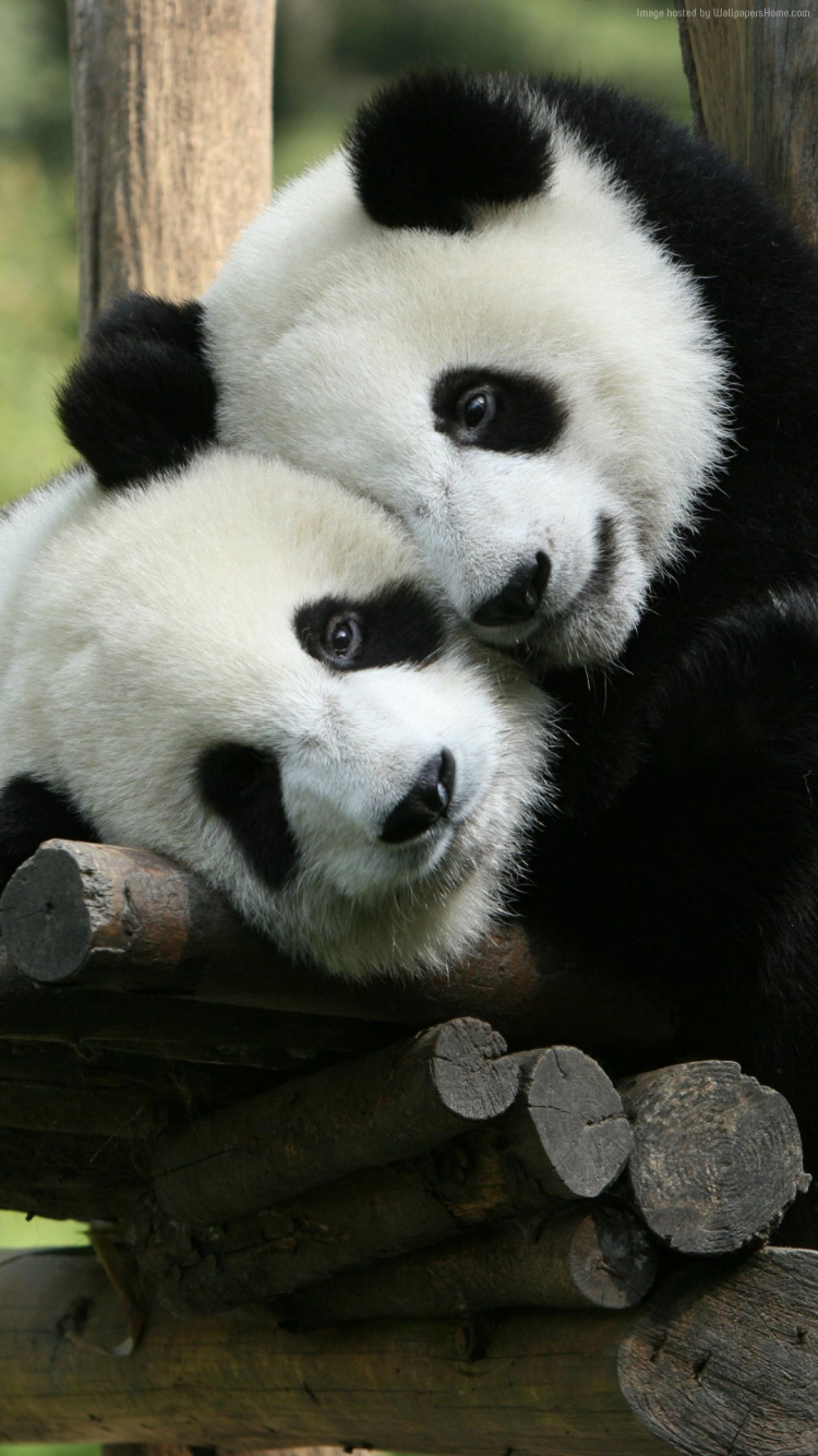 Обои животное панда, гигантская панда, Красная панда, благополучие животных, исчезающий вид в разрешении 750x1334