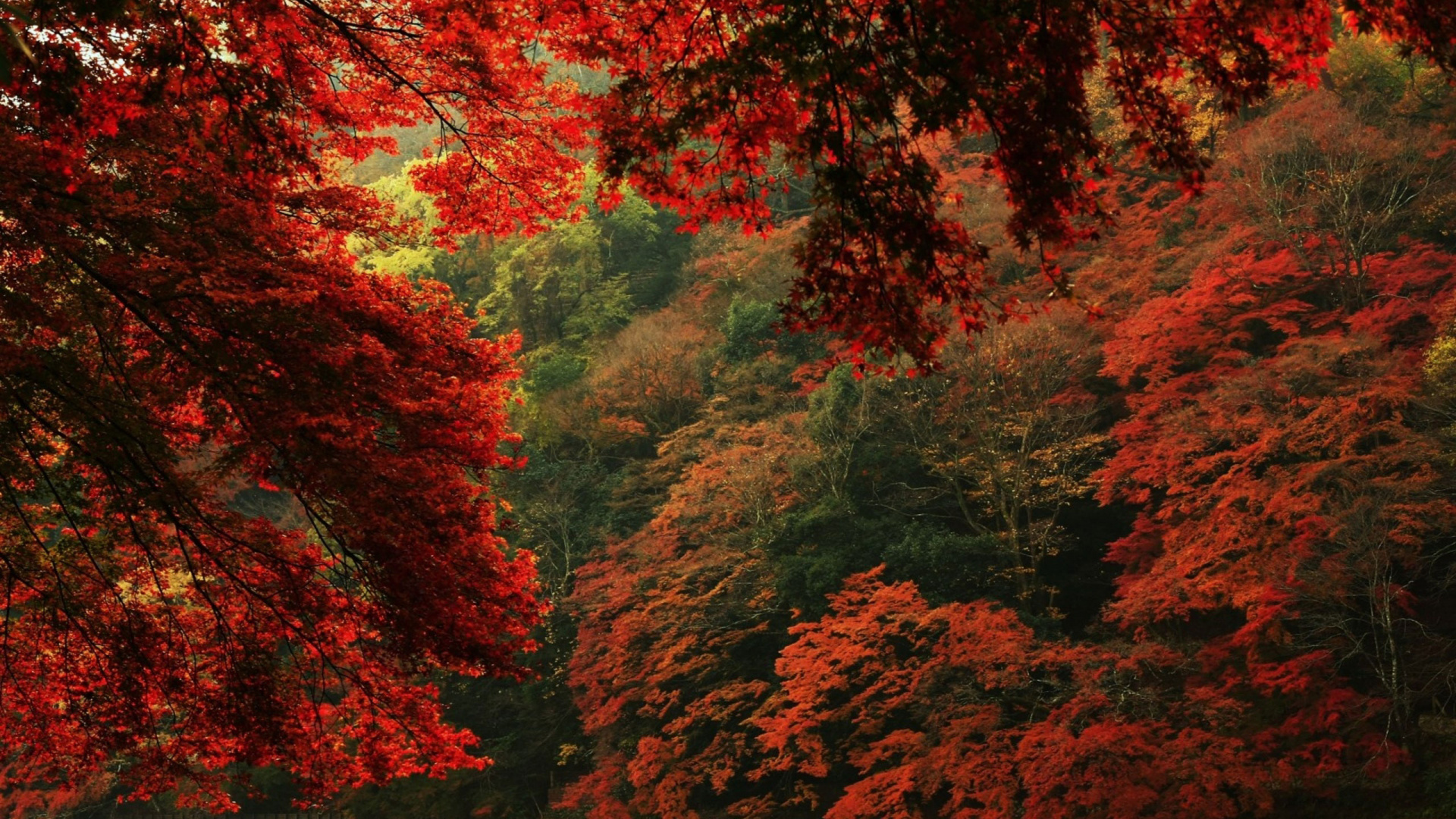 Обои осень, лес, лист, дерево, природа в разрешении 1920x1080