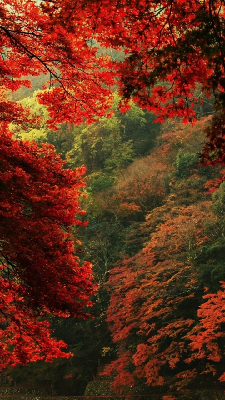 Обои осень, лес, лист, дерево, природа в разрешении 720x1280