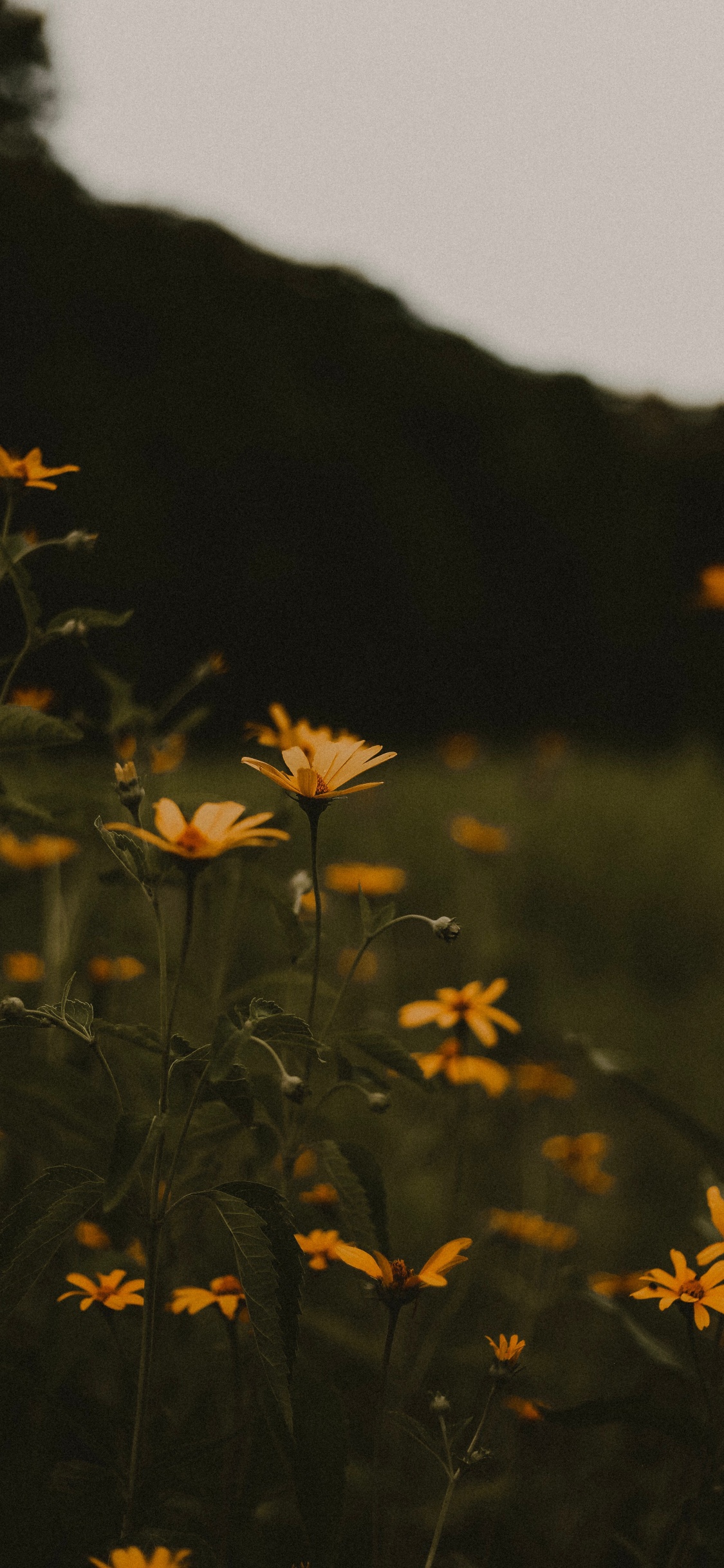 Обои ночь, Апельсин, лист, завод, цветок в разрешении 1125x2436