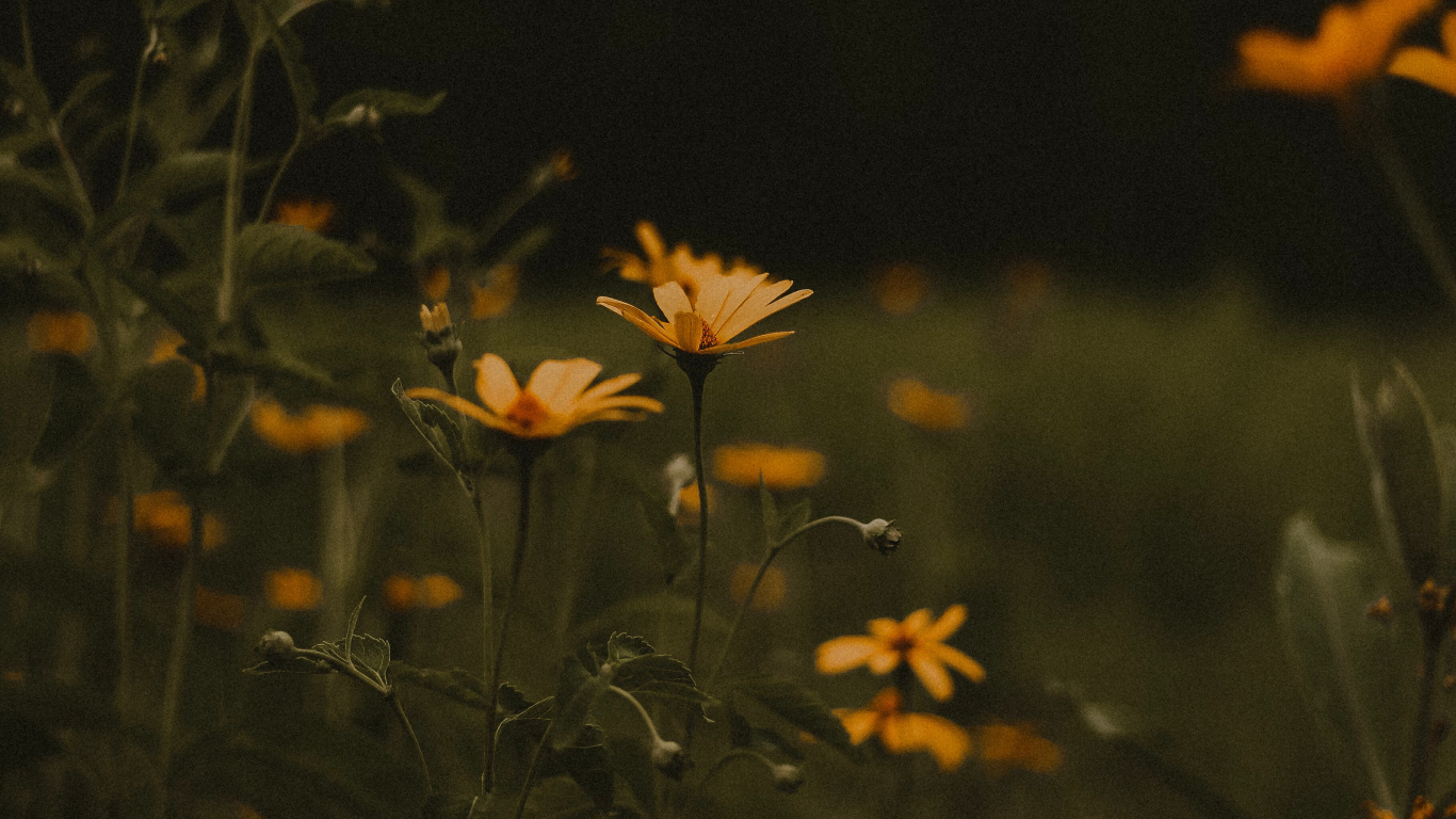 Обои ночь, Апельсин, лист, завод, цветок в разрешении 1366x768