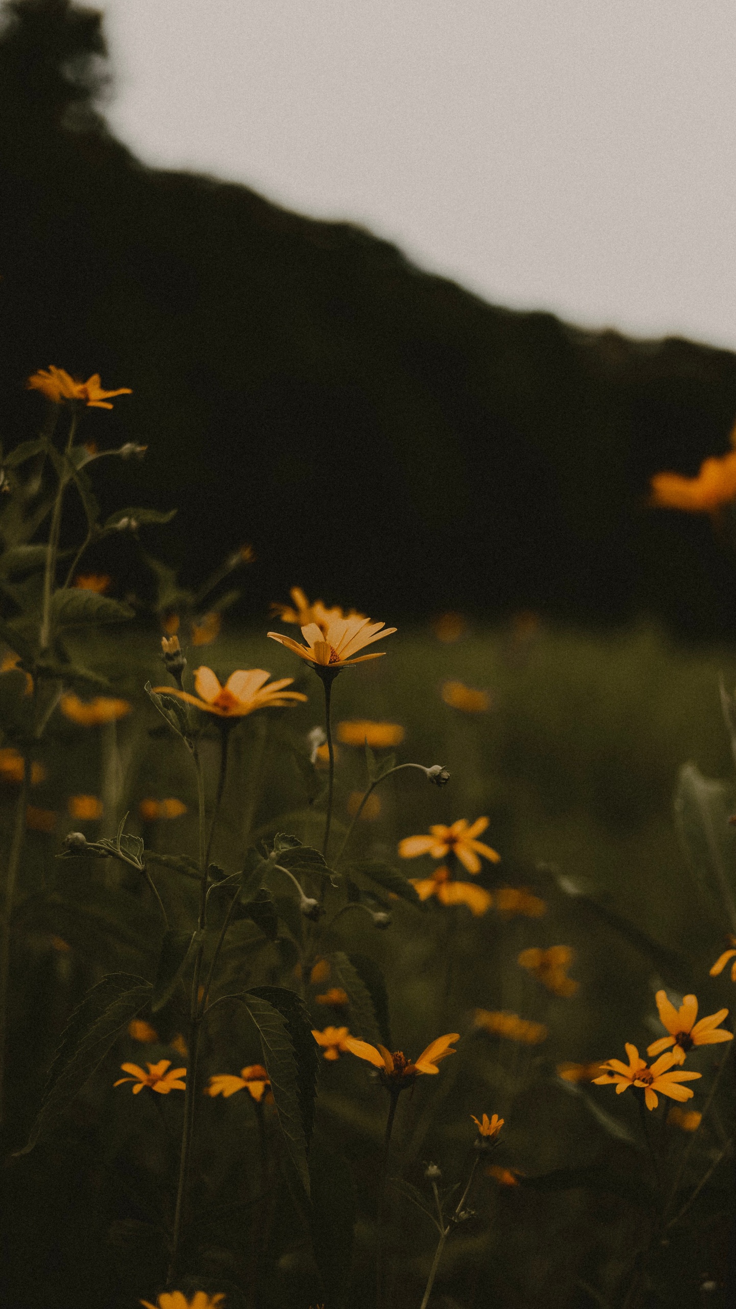 Обои ночь, Апельсин, лист, завод, цветок в разрешении 1440x2560