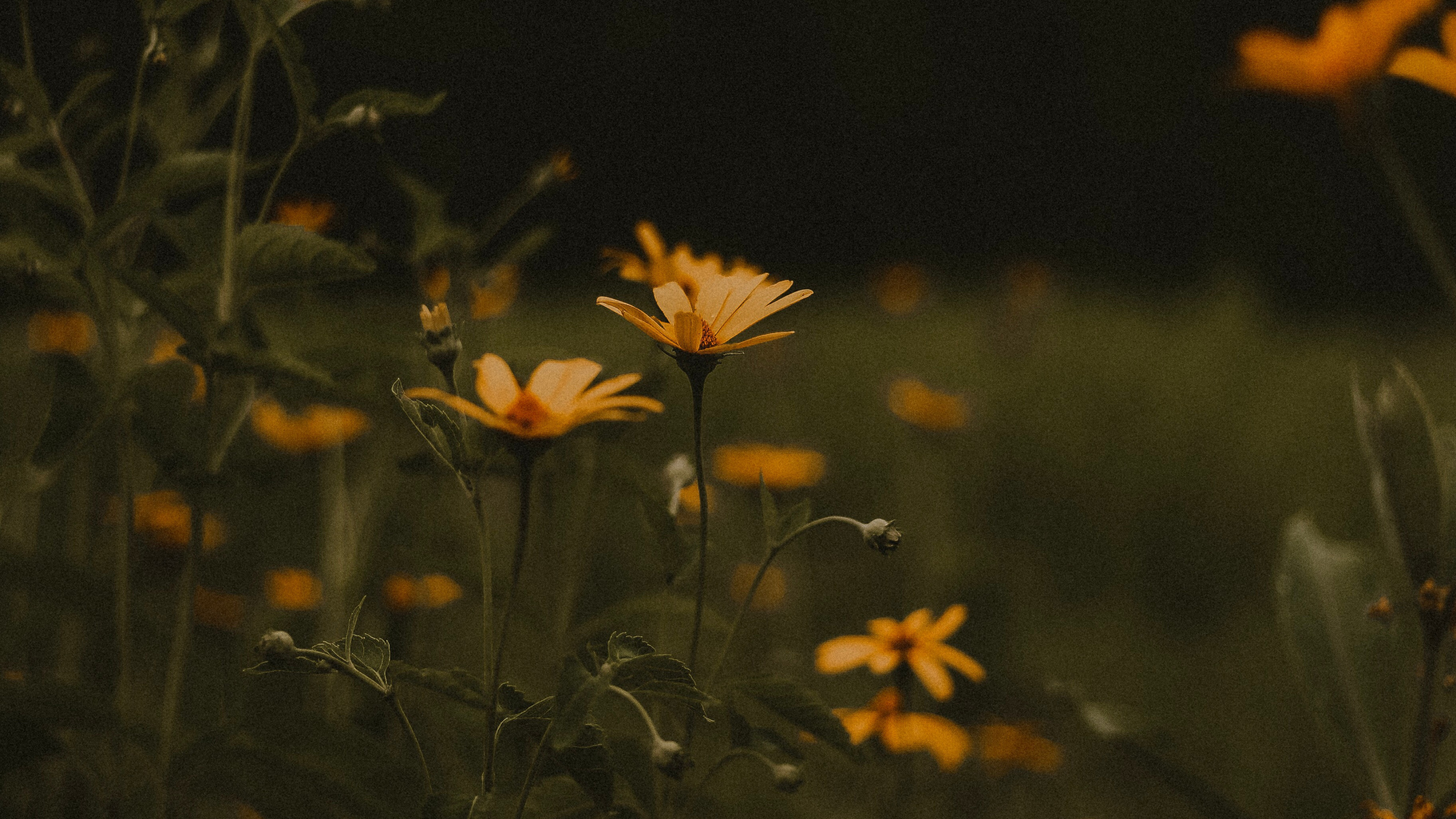 Обои ночь, Апельсин, лист, завод, цветок в разрешении 2560x1440