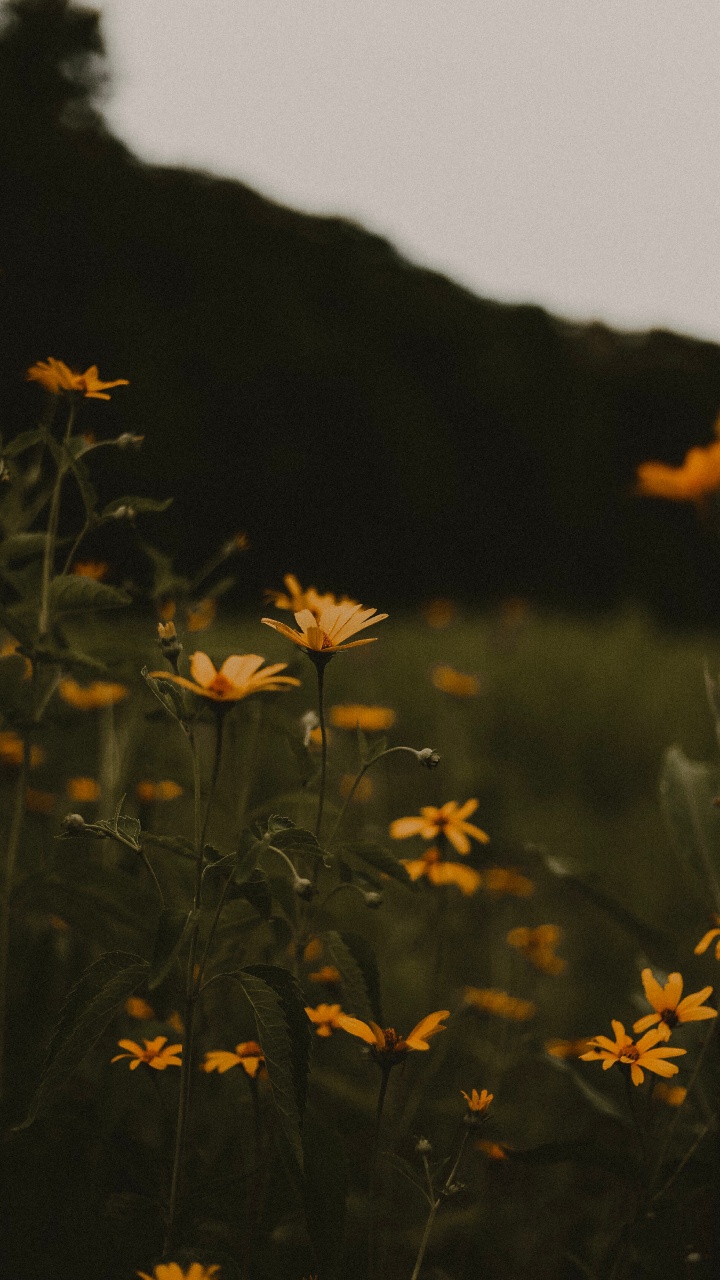 Обои ночь, Апельсин, лист, завод, цветок в разрешении 720x1280