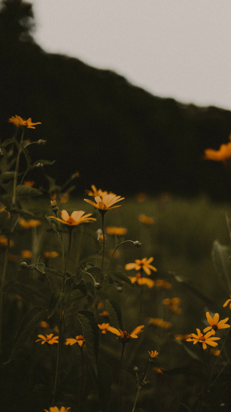 Обои ночь, Апельсин, лист, завод, цветок в разрешении 750x1334