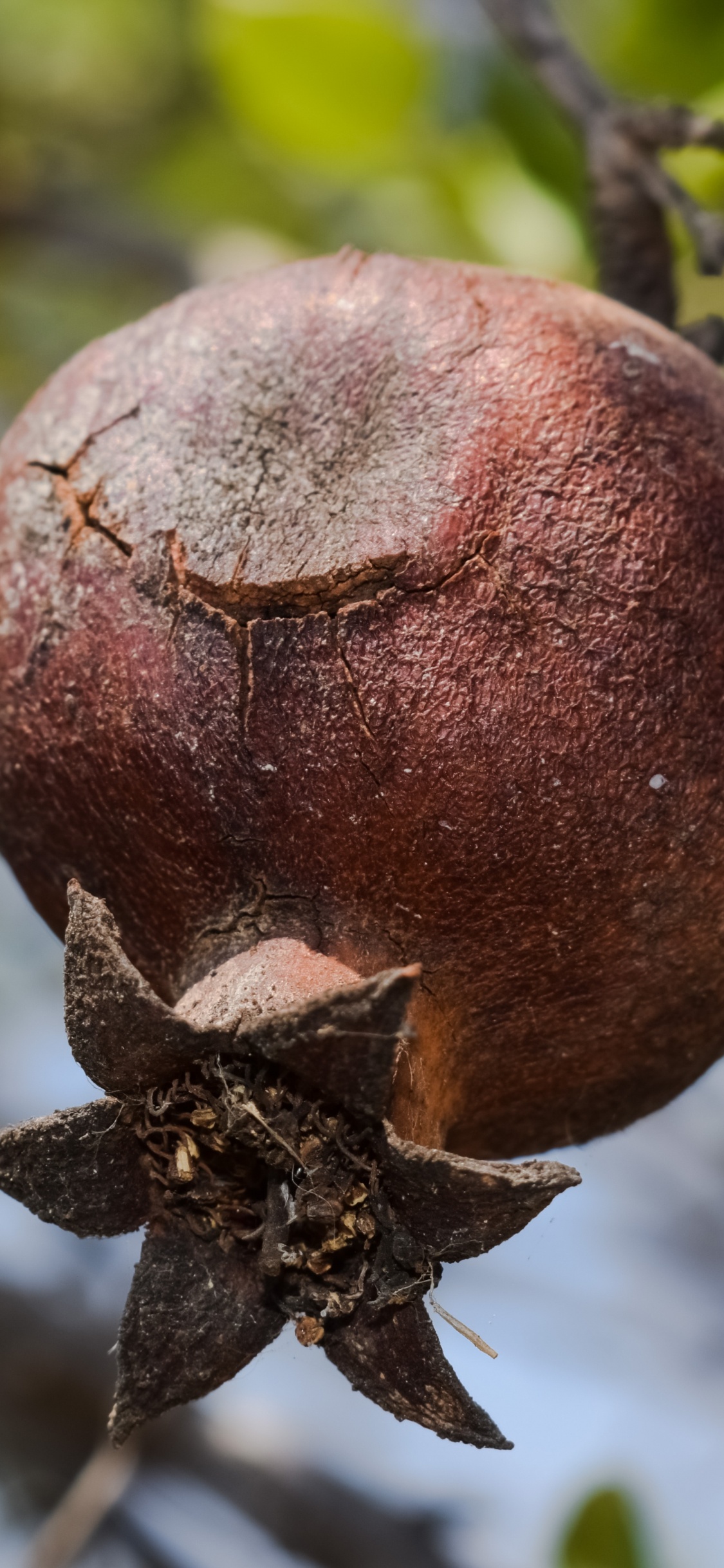 Обои гранат, фрукты, растение, завод, цветок в разрешении 1125x2436