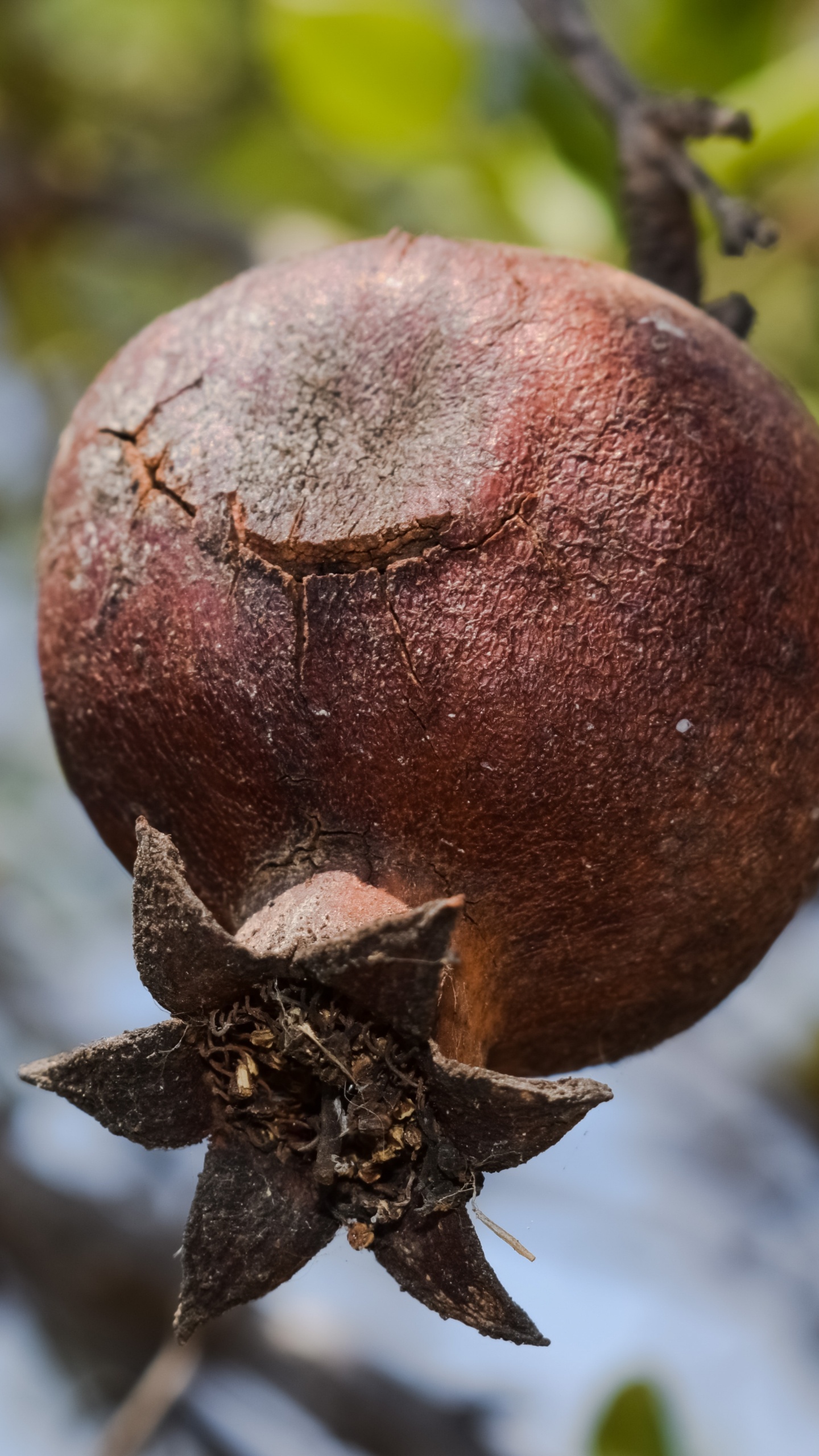 Обои гранат, фрукты, растение, завод, цветок в разрешении 1440x2560