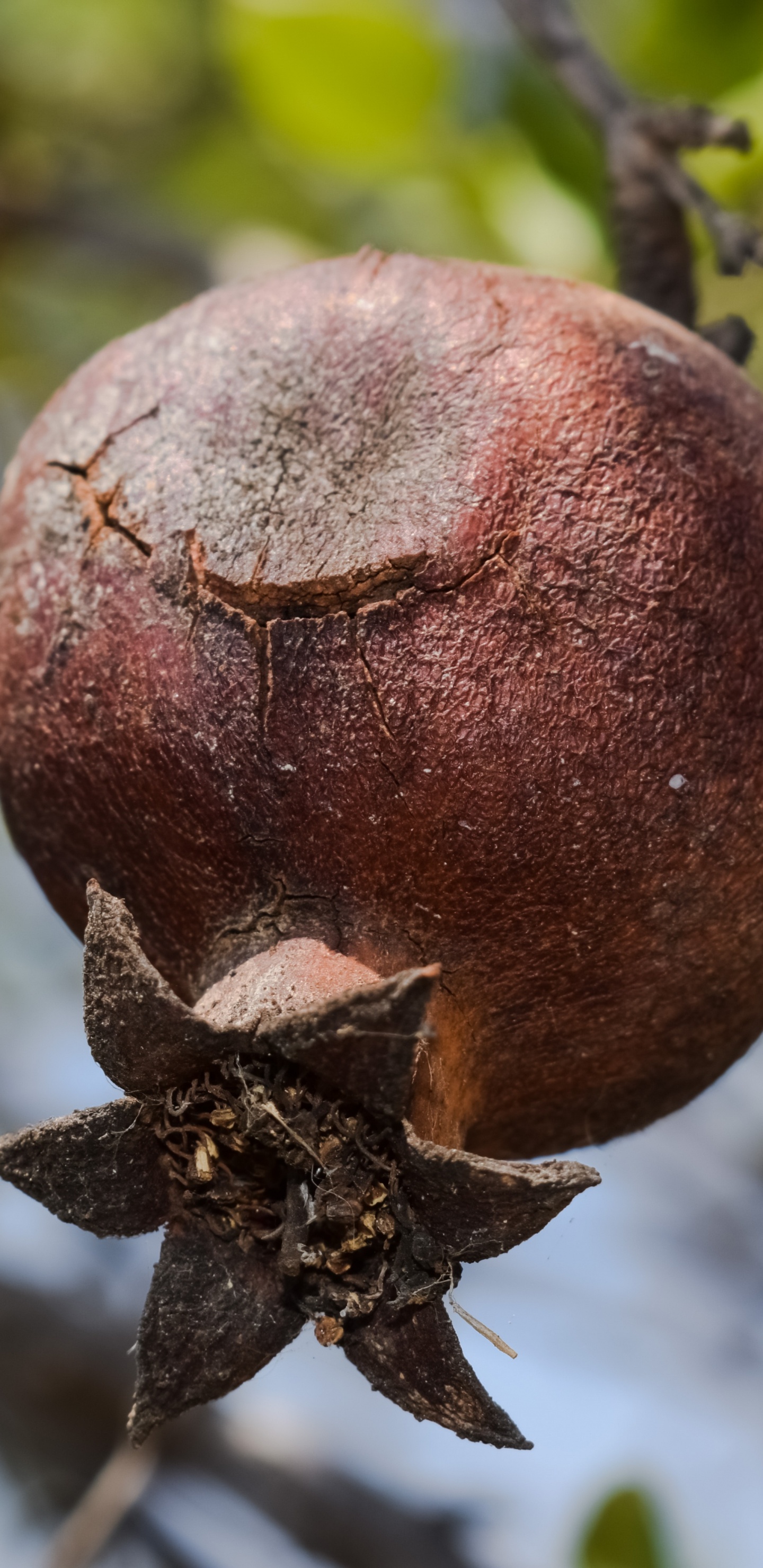 Обои гранат, фрукты, растение, завод, цветок в разрешении 1440x2960