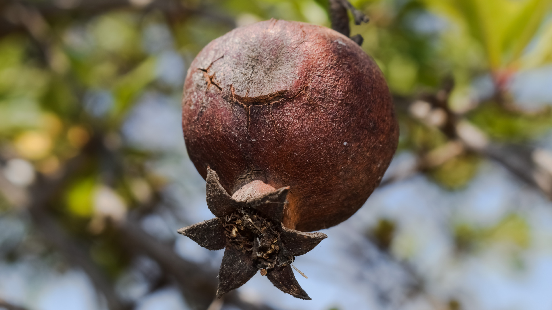 Обои гранат, фрукты, растение, завод, цветок в разрешении 1920x1080