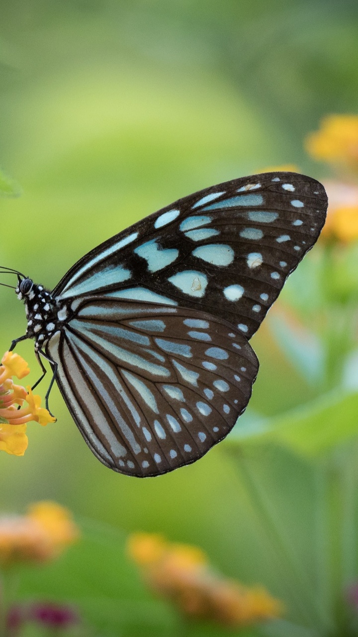 Обои насекомое, мотыльки и бабочки, бабочка, беспозвоночных, опылитель в разрешении 720x1280