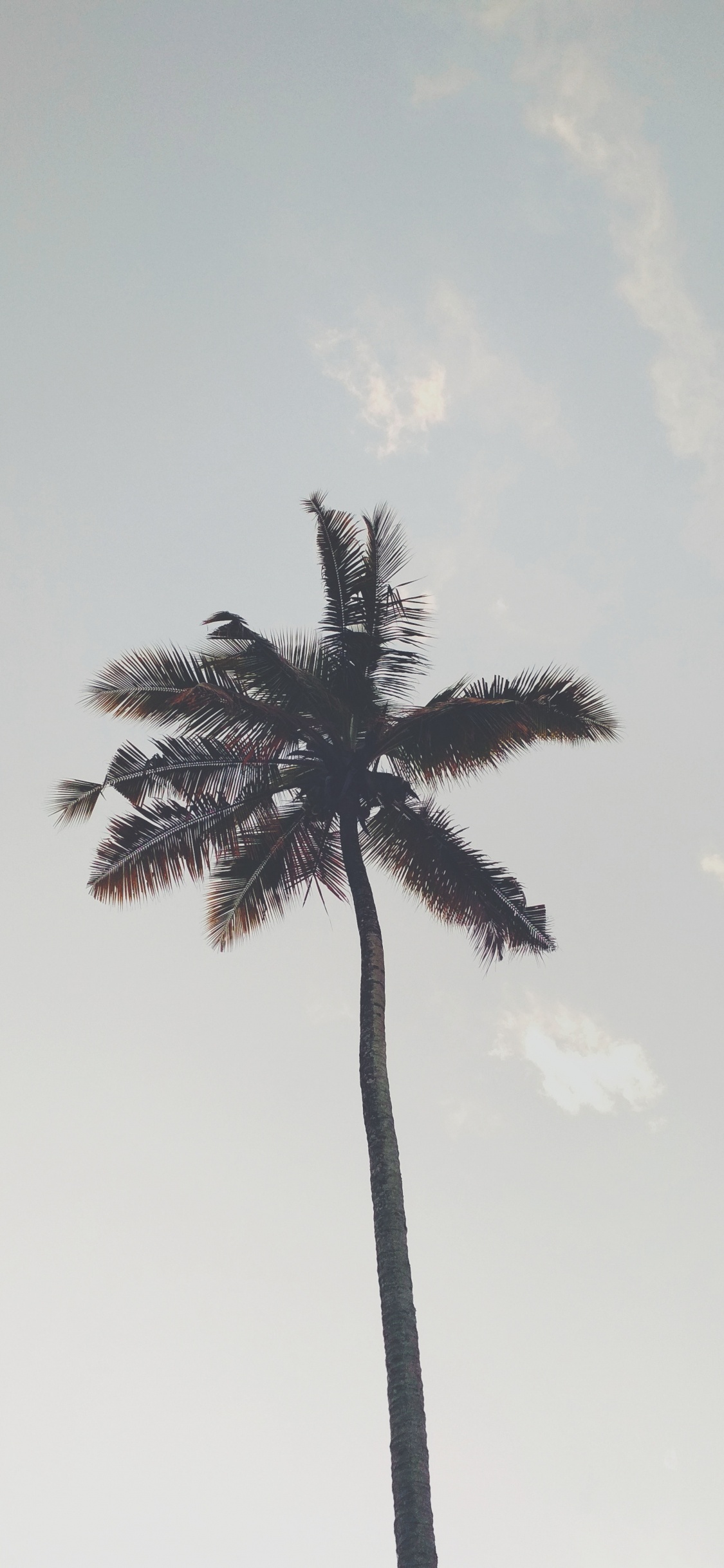 Обои пальмовые рощи, дерево, Пальма, растение, древесные растения в разрешении 1125x2436