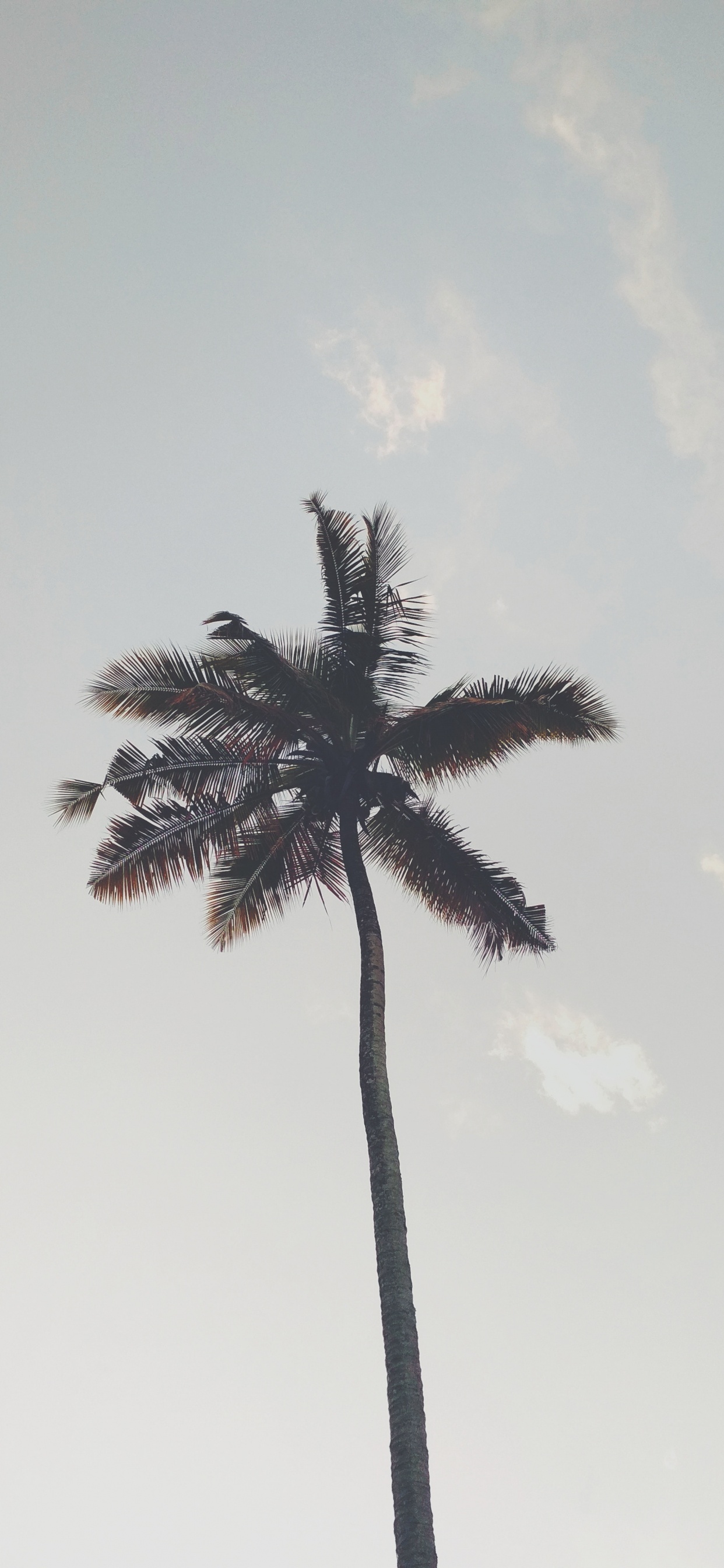 Обои пальмовые рощи, дерево, Пальма, растение, древесные растения в разрешении 1242x2688