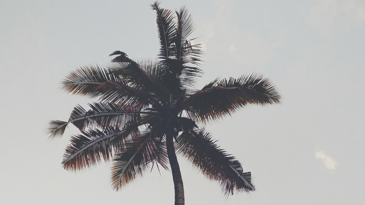 Обои пальмовые рощи, дерево, Пальма, растение, древесные растения в разрешении 1280x720