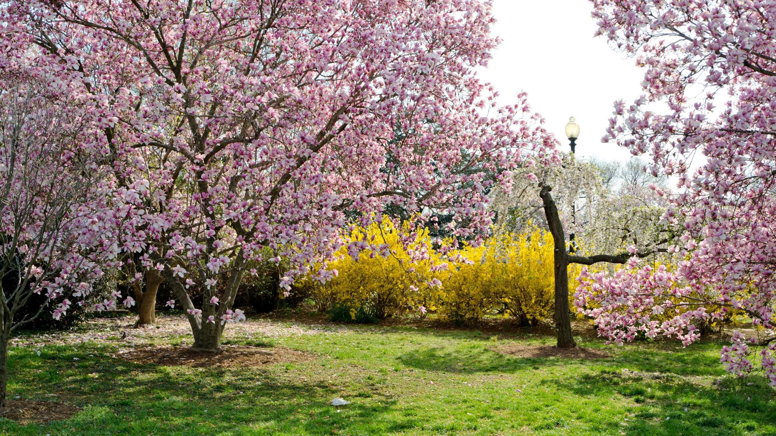 Обои пейзаж, цветок, иллюстрация, растение, растительное сообщество в разрешении 2560x1440