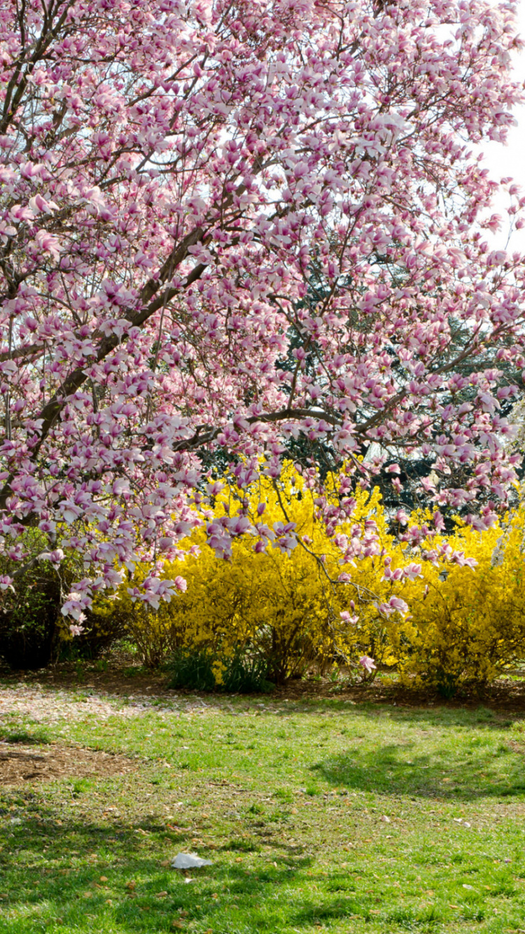 Обои пейзаж, цветок, иллюстрация, растение, растительное сообщество в разрешении 750x1334