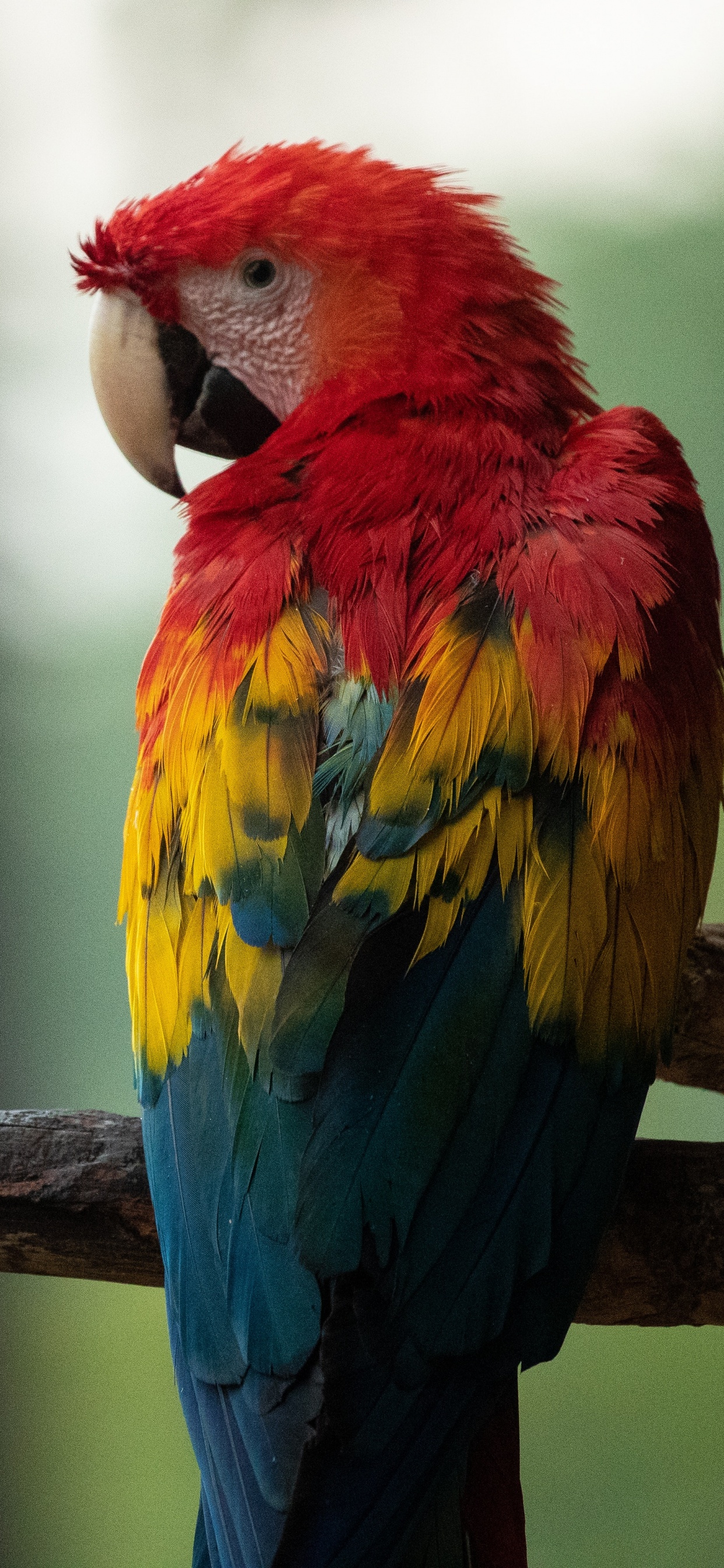 Обои Ара, клюв, птица, попугай, живая природа в разрешении 1242x2688