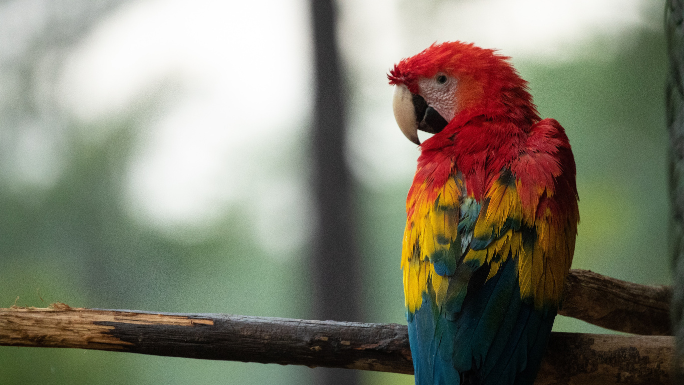 Обои Ара, клюв, птица, попугай, живая природа в разрешении 1366x768