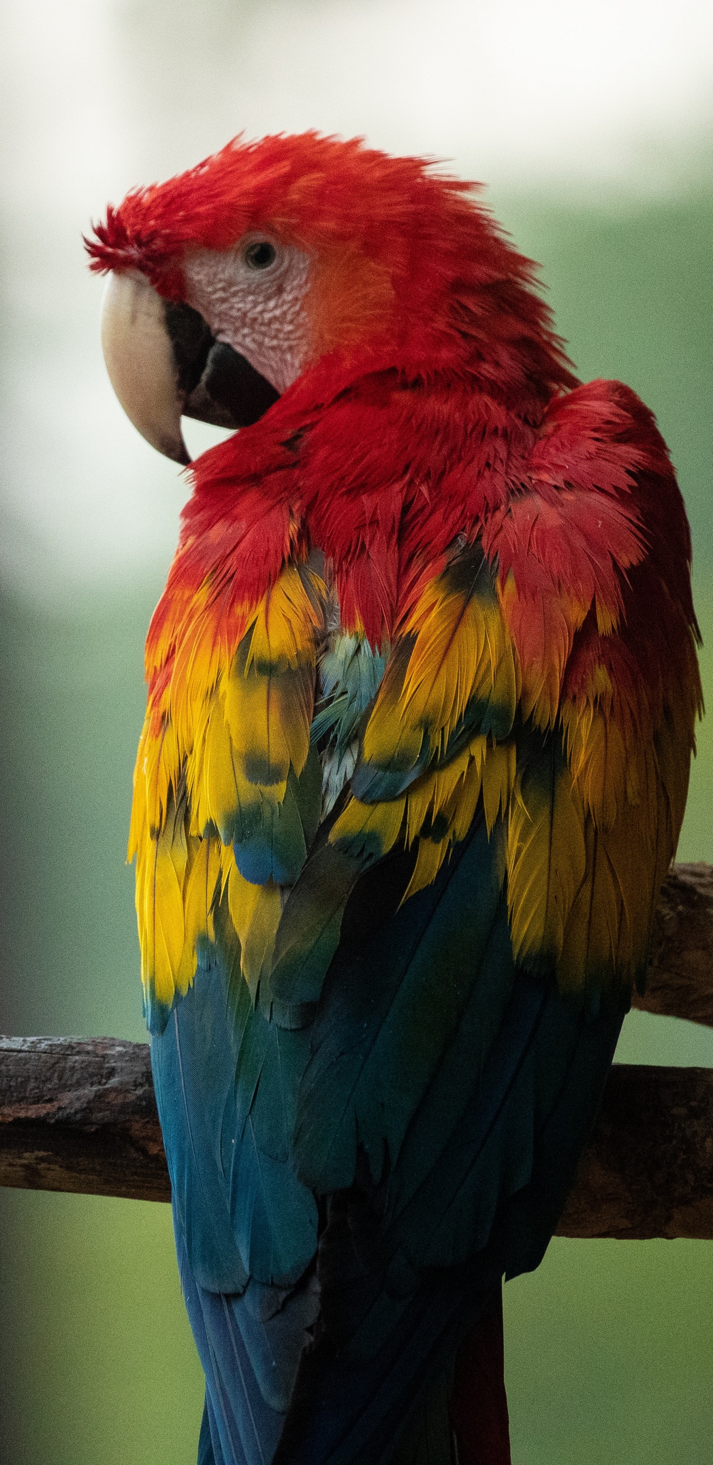 Обои Ара, клюв, птица, попугай, живая природа в разрешении 1440x2960