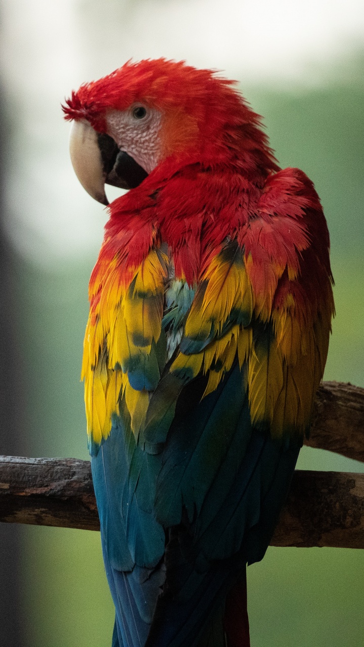 Обои Ара, клюв, птица, попугай, живая природа в разрешении 720x1280