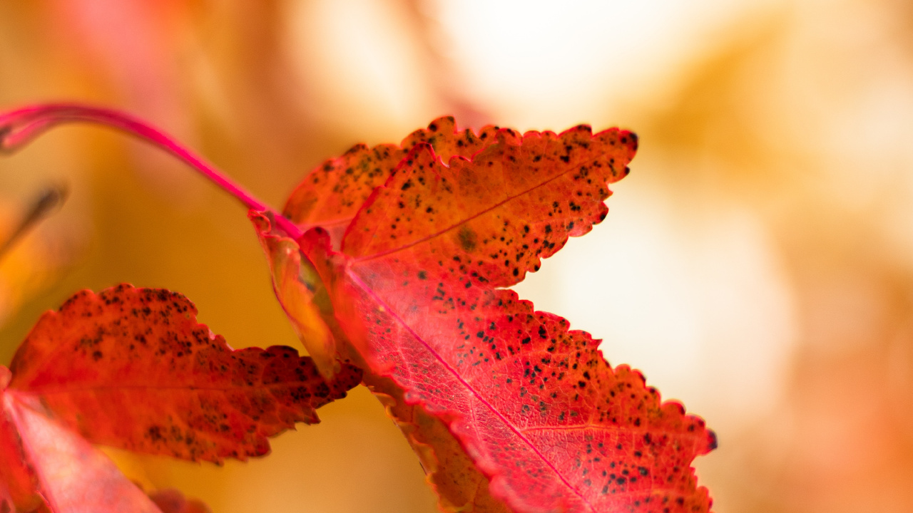 Обои лист, красный цвет, осень, дерево, желтый в разрешении 1280x720