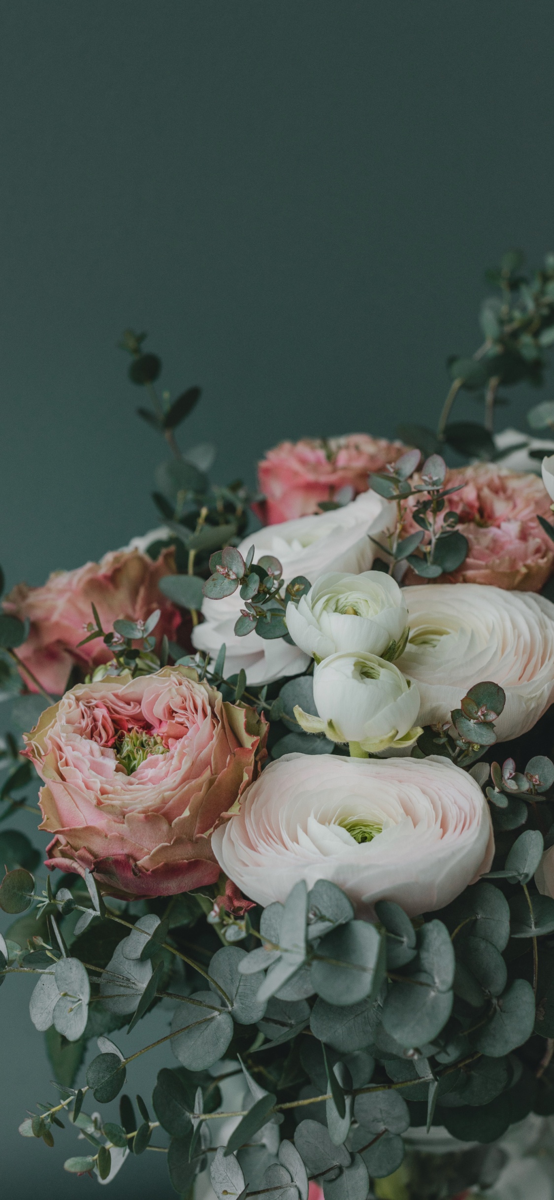 Обои цветок, лепесток, растение, розовый, гибридная чайная роза в разрешении 1125x2436