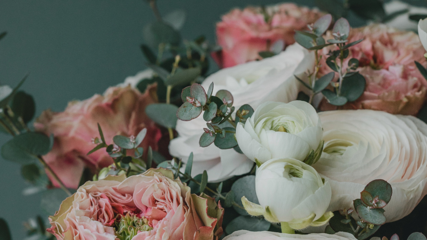 Обои цветок, лепесток, растение, розовый, гибридная чайная роза в разрешении 1366x768