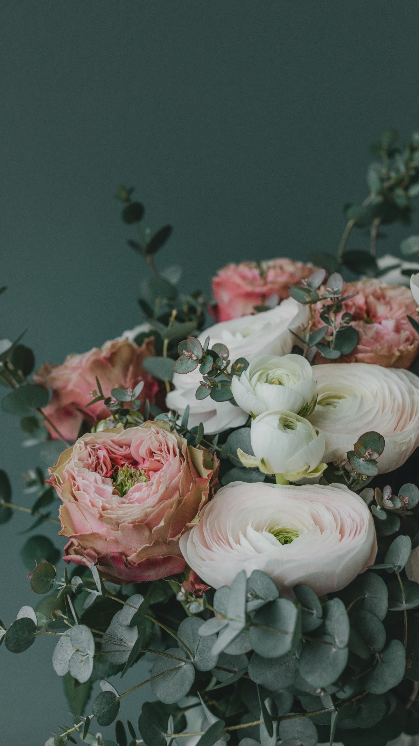 Обои цветок, лепесток, растение, розовый, гибридная чайная роза в разрешении 1440x2560