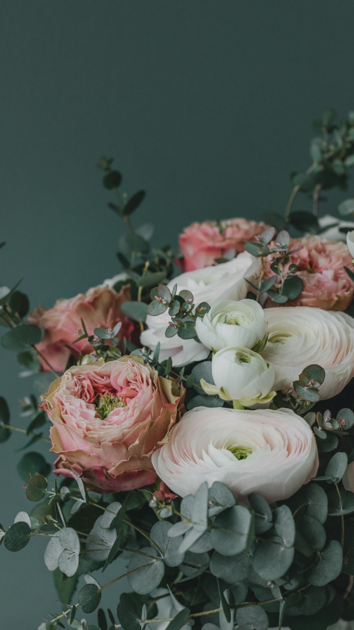 Обои цветок, лепесток, растение, розовый, гибридная чайная роза в разрешении 720x1280