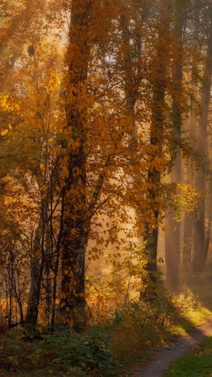 Обои дерево, природа, лес, лесистая местность, солнечный свет в разрешении 720x1280