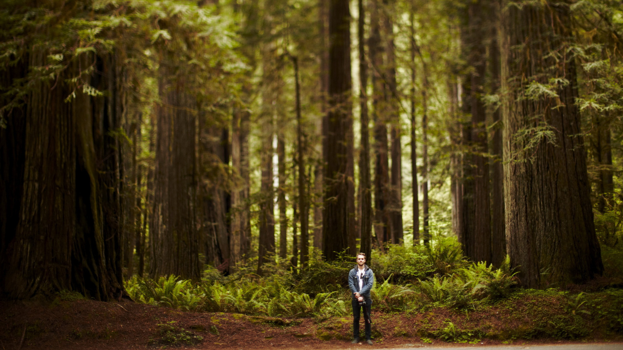 Обои лес, дерево, природа, лесистая местность, дикая местность в разрешении 1280x720