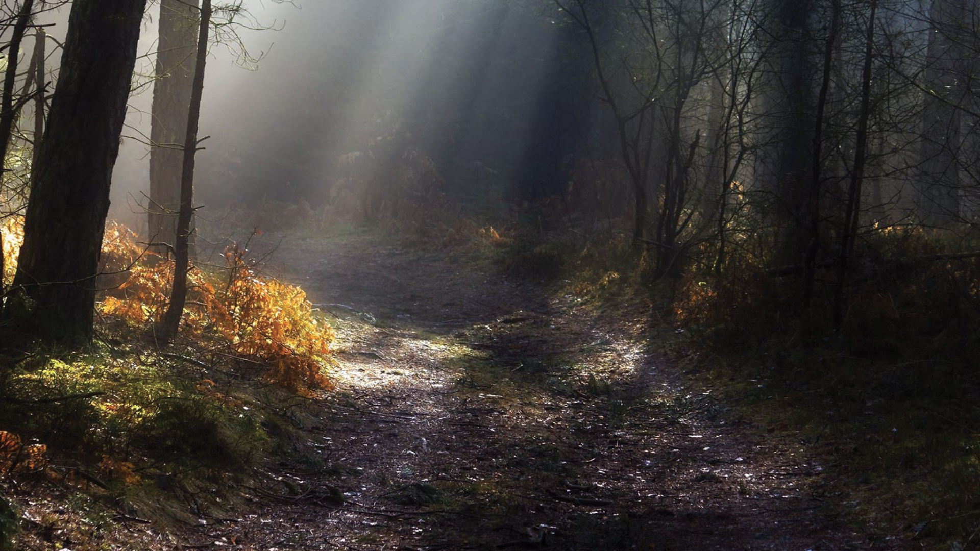 Обои природа, лес, дерево, солнечный свет, лесистая местность в разрешении 1920x1080