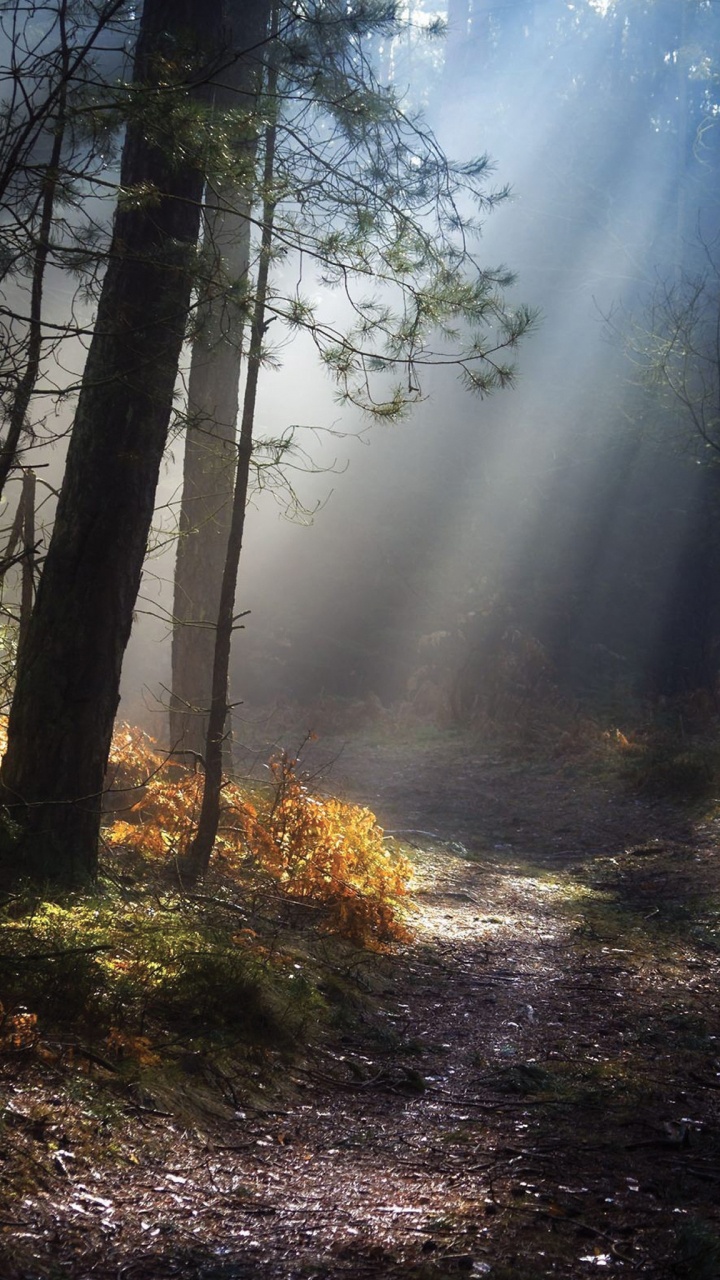 Обои природа, лес, дерево, солнечный свет, лесистая местность в разрешении 720x1280