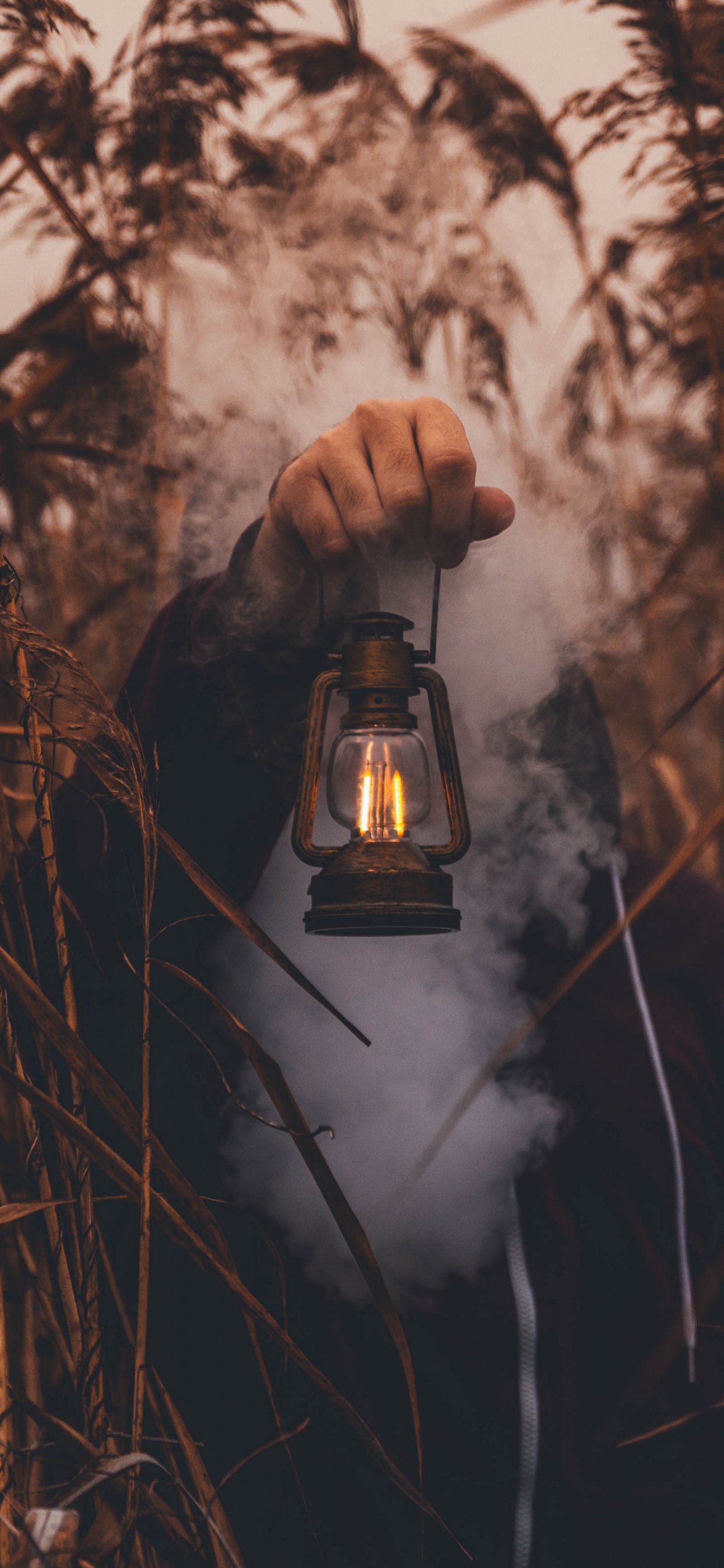 Обои дерево, ветвь, лес, живая природа, растение в разрешении 1242x2688