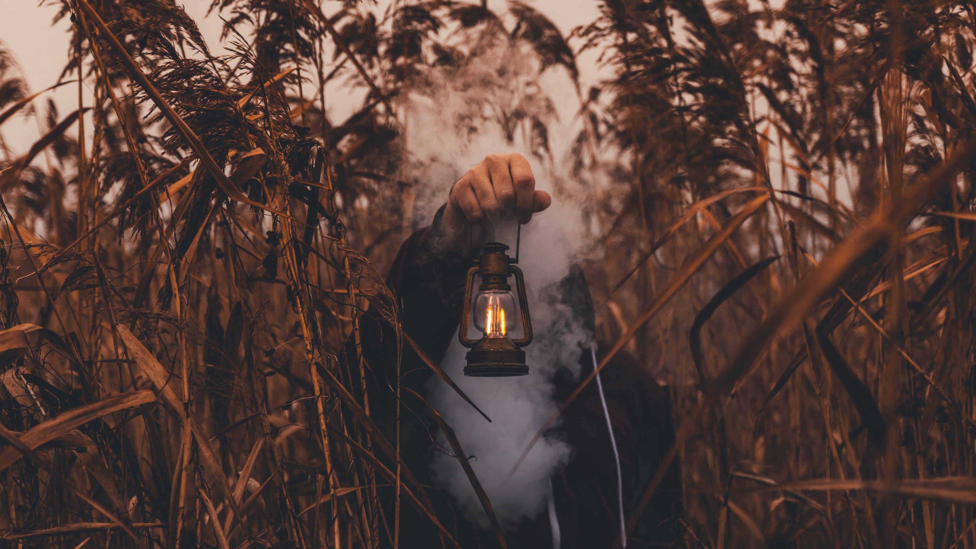 Обои дерево, ветвь, лес, живая природа, растение в разрешении 3840x2160