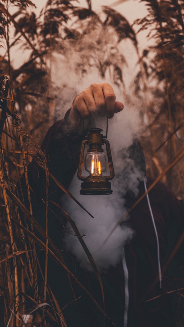 Обои дерево, ветвь, лес, живая природа, растение в разрешении 720x1280