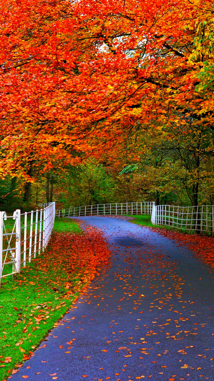 Обои красота, дерево, лист, природа, осень в разрешении 750x1334