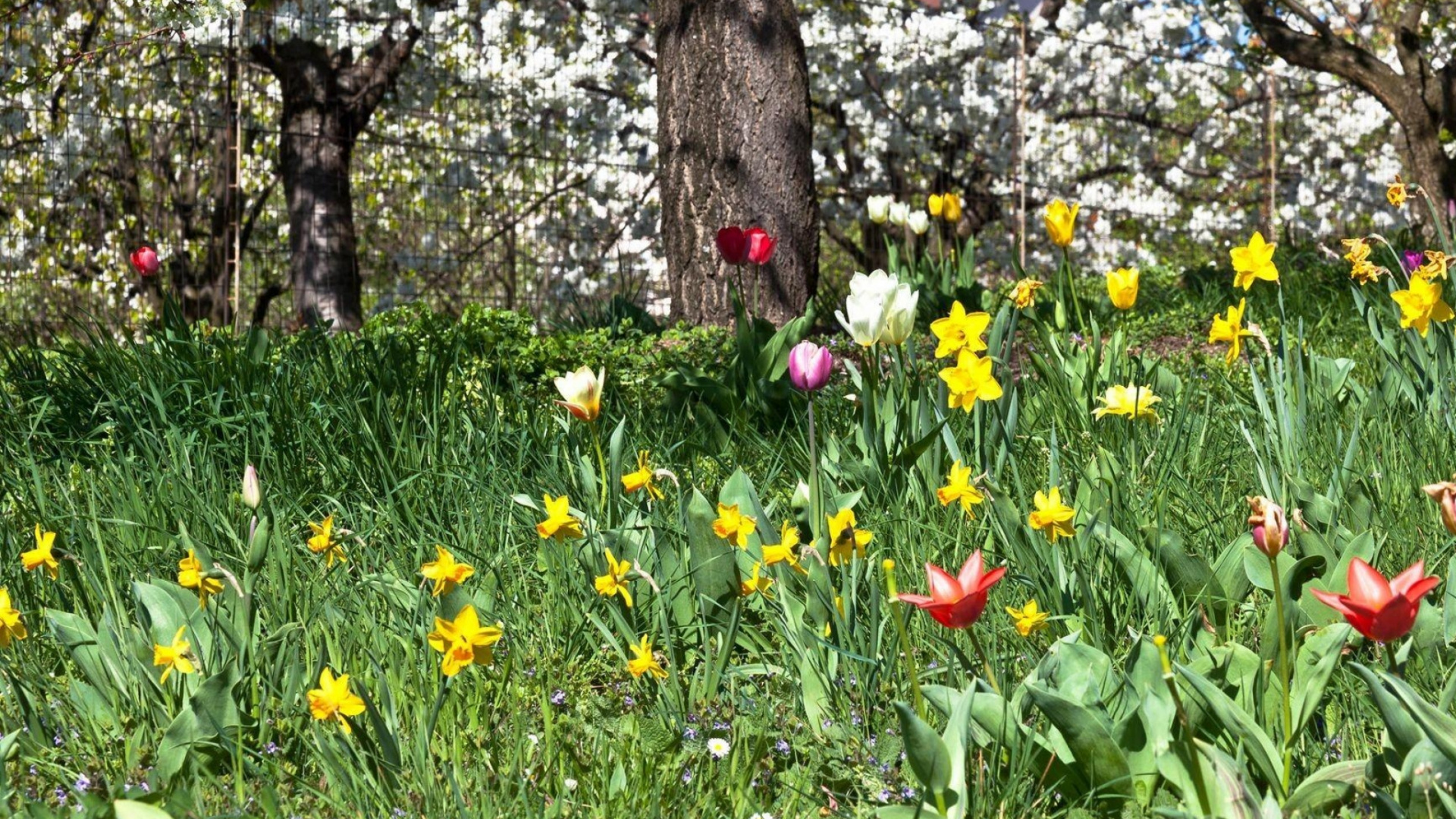 Обои цветник, Нарцисс, цветковое растение, растительность, луг в разрешении 1920x1080