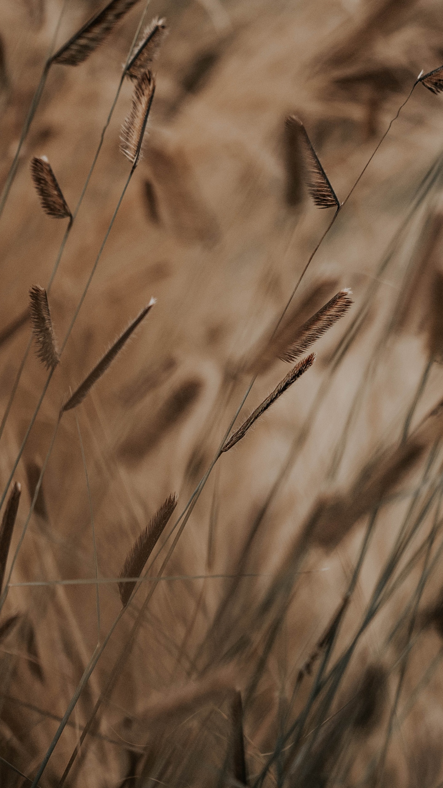 Обои стебель растения, коричневый цвет, семейство травы, растение, лист в разрешении 1440x2560