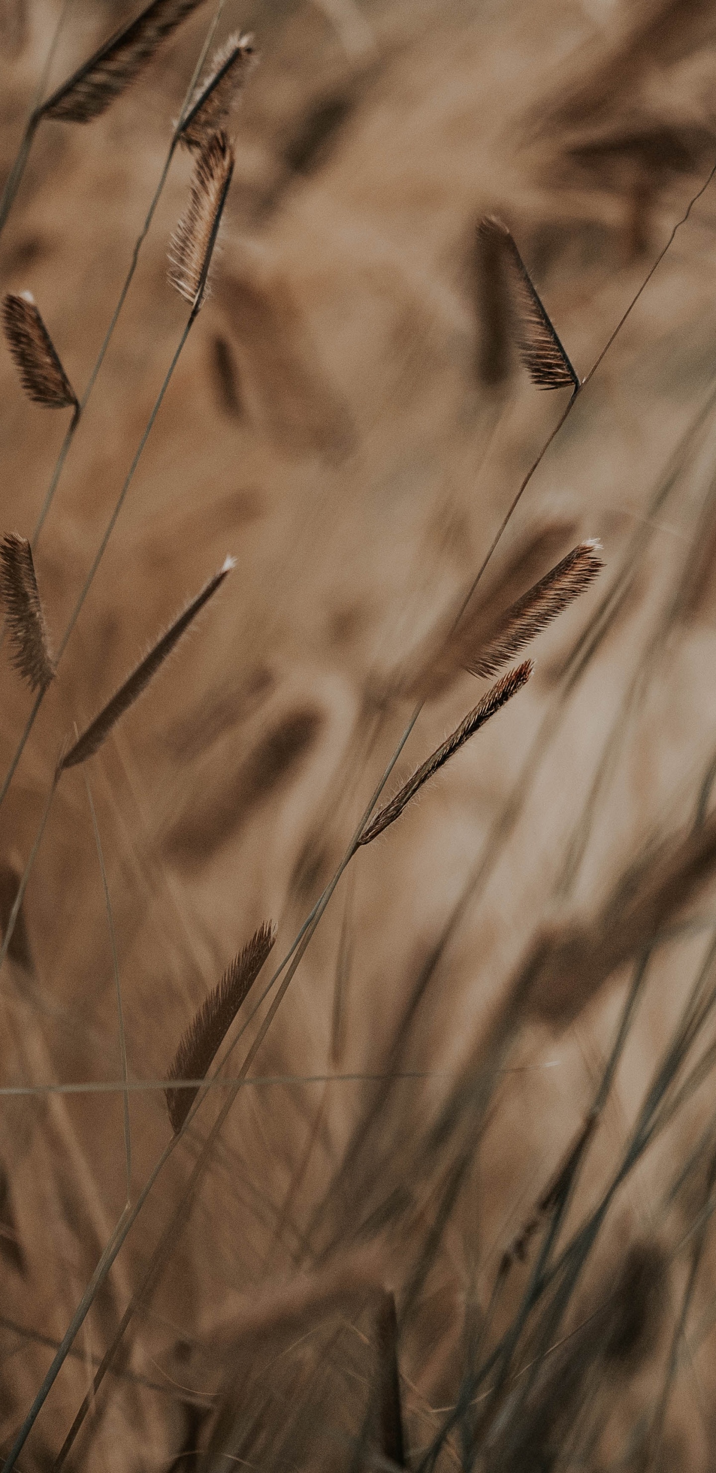 Обои стебель растения, коричневый цвет, семейство травы, растение, лист в разрешении 1440x2960