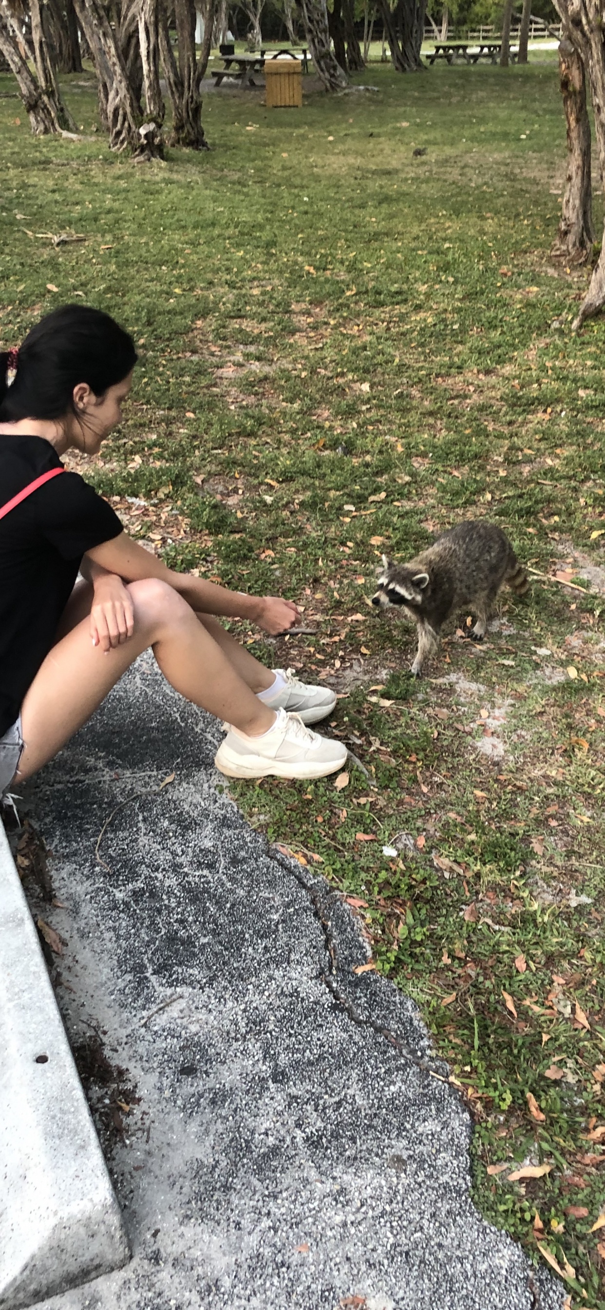 Обои дерево, пес, биология, наука, человек в разрешении 1242x2688