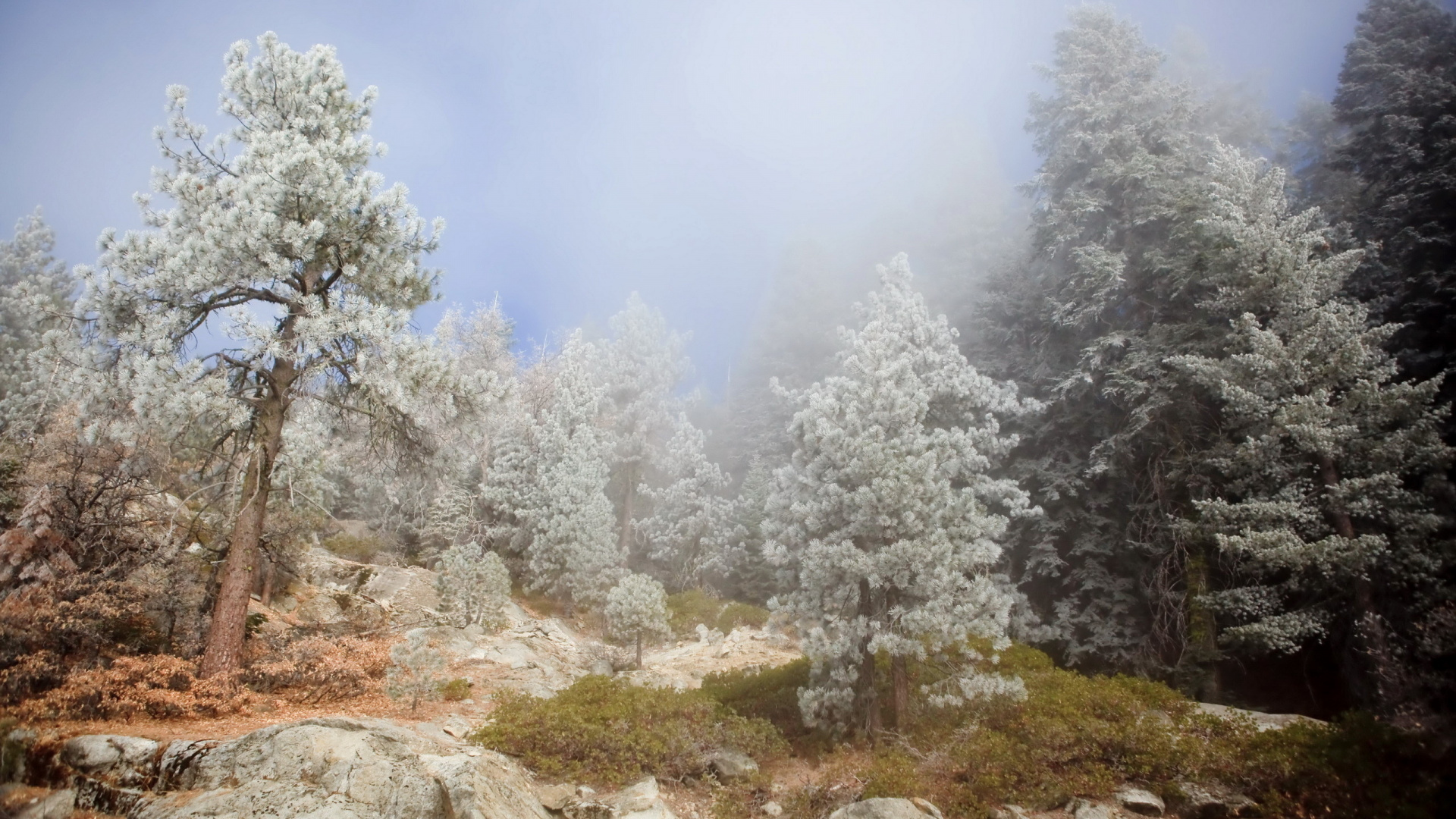 Обои зима, дерево, дымка, туман, дикая местность в разрешении 1920x1080