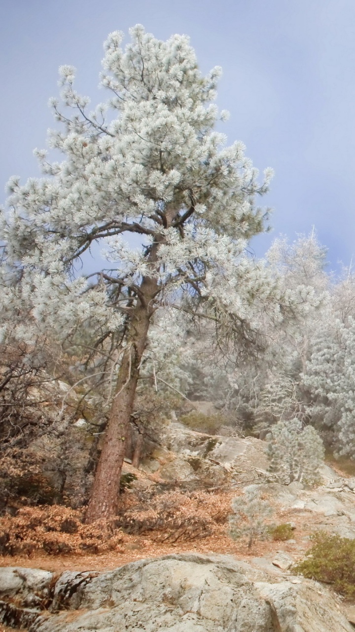 Обои зима, дерево, дымка, туман, дикая местность в разрешении 720x1280