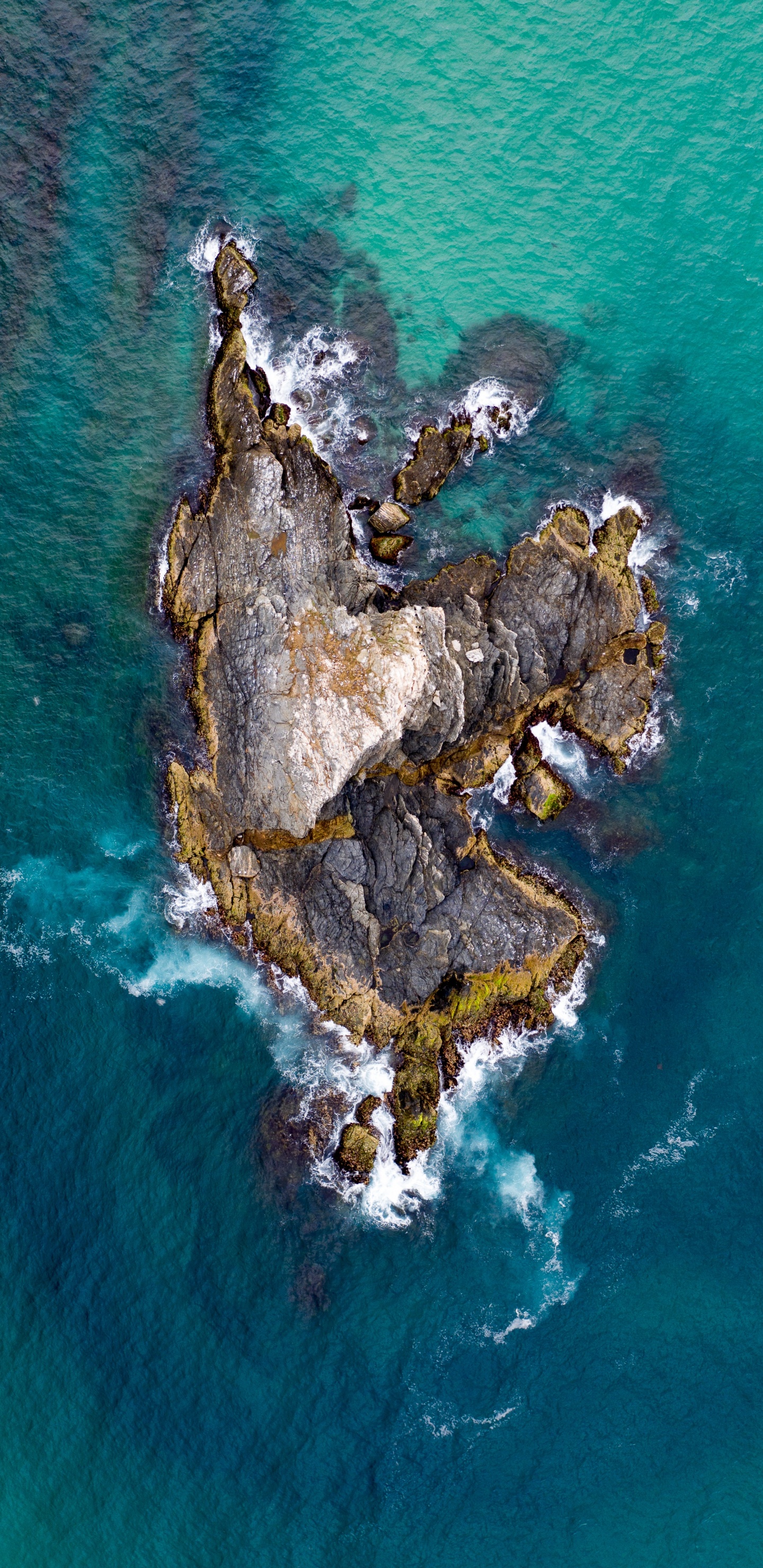 Обои вода, мир, рок, море, дерево в разрешении 1440x2960