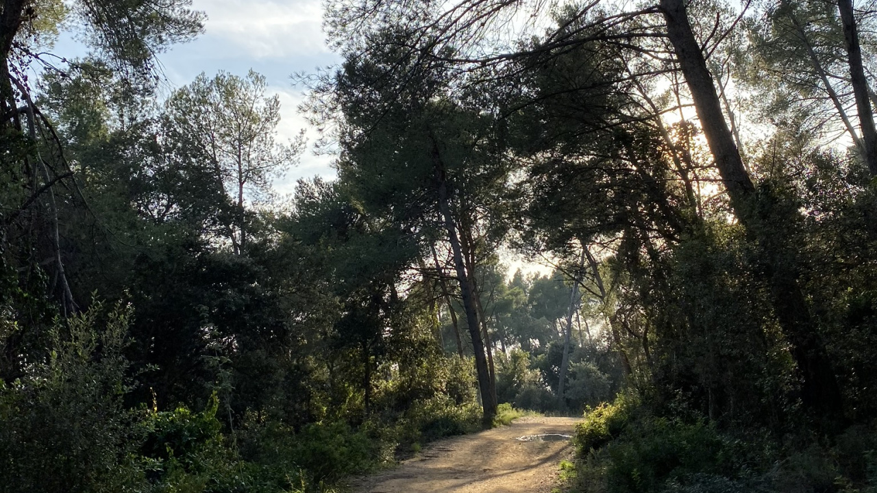 Обои путь, природа, окружающая среда, ветвь, природный ландшафт в разрешении 1280x720