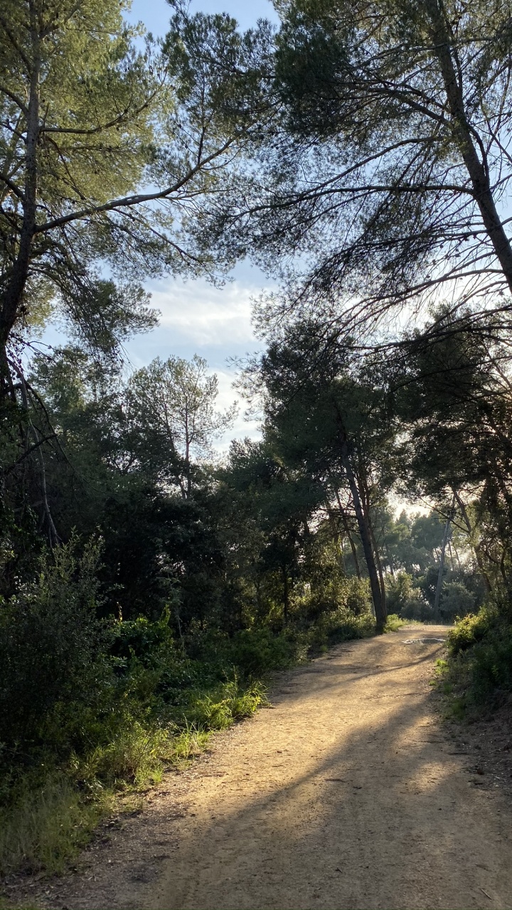 Обои путь, природа, окружающая среда, ветвь, природный ландшафт в разрешении 720x1280